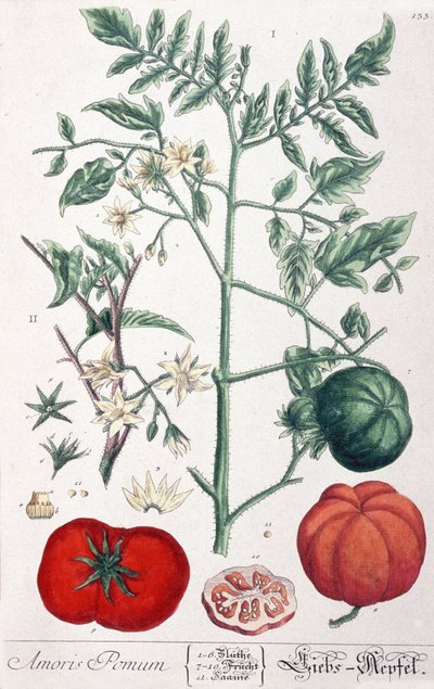 The Golden Apple (Tomato) by Elizabeth Blackwell